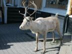 Чучело оленя у сувенирной лавки